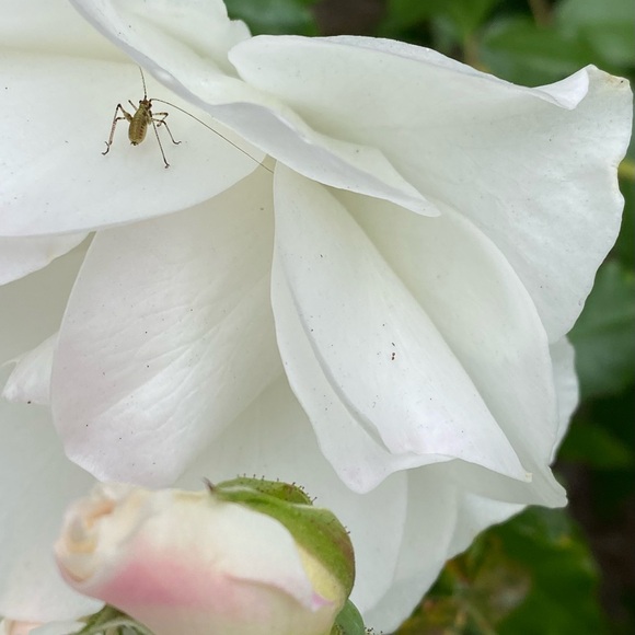 Meet your Posher, Eve - Picture 5 of 16